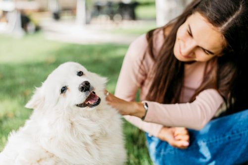Bestes Zeckenhalsband für Hunde: Effektiver Schutz vor Zecken